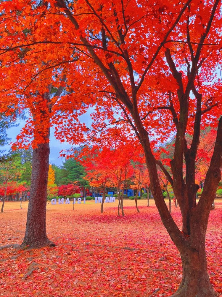 南怡岛·秋日红叶
