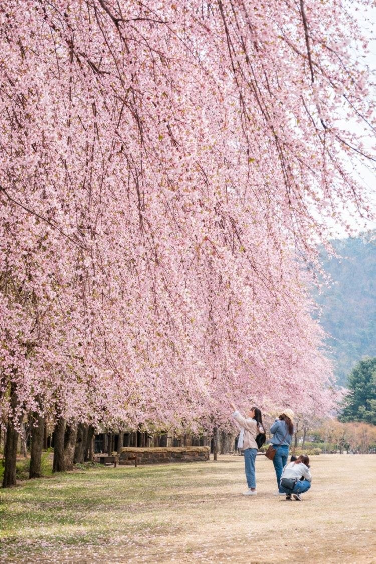 南怡岛·垂枝樱花大道
