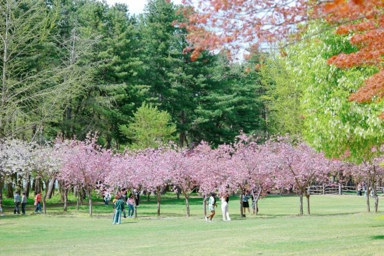 南怡岛·粉樱草坪
