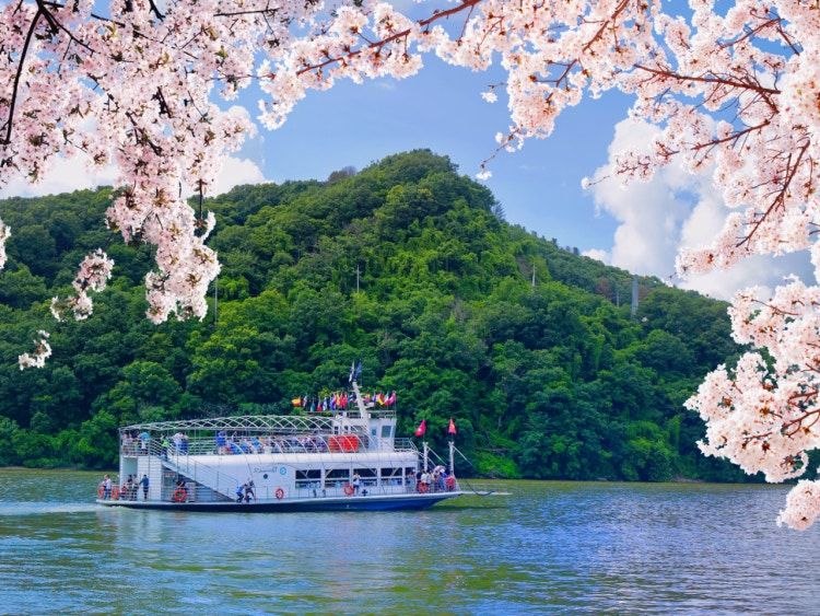 南怡岛·春日渡船与樱花