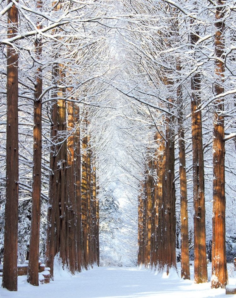 南怡岛·冬日雪中杉树大道