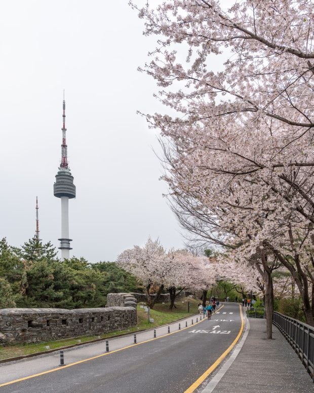 南山公园樱花与N首尔塔
