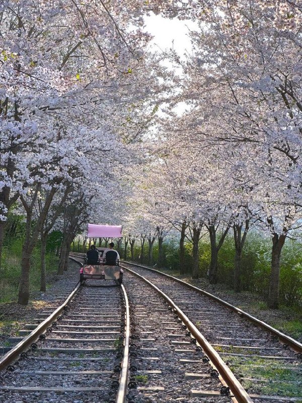 江村铁路自行车·樱花隧道